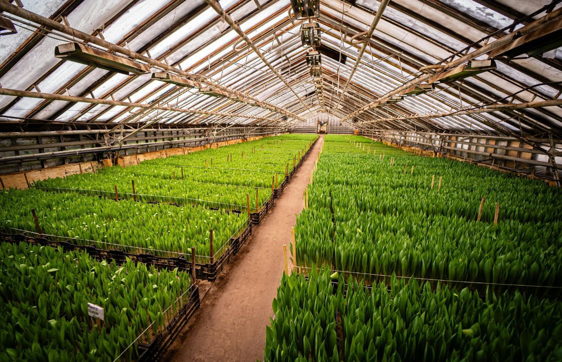 healthy crops inside a greenhouse with installed infrared heaters